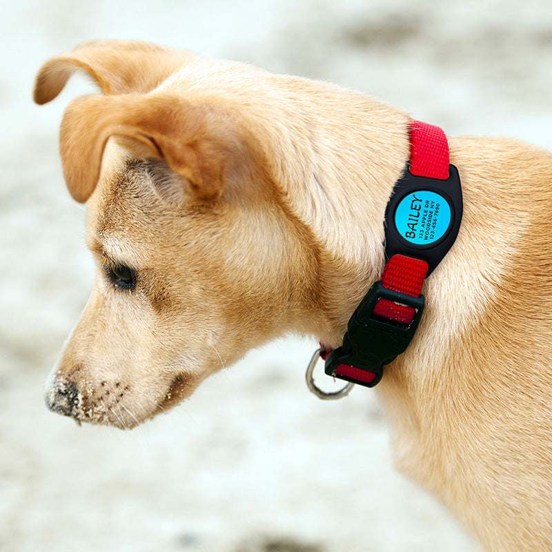 Buy Engraved Airtag Dog Collar Holder, Personalized Airtag Case for