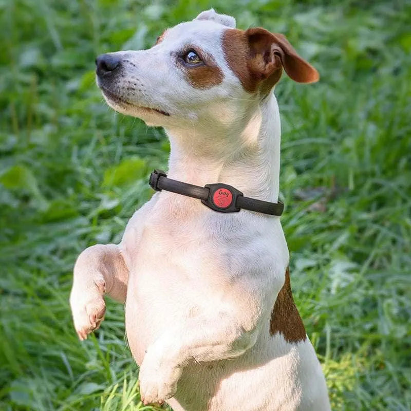 AirTag Cover Dog Collar or Harness Personalized, Custom Airtag Holder - GiftShire