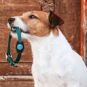 AirTag Cover Dog Collar or Harness Personalized, Custom Airtag Holder - GiftShire