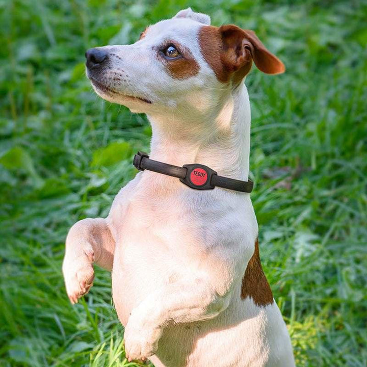 Engraved Airtag Dog Collar Holder, Personalized Airtag Case for Dogs - GiftShire