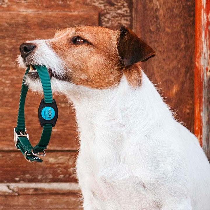 Engraved Airtag Dog Collar Holder, Personalized Airtag Case for Dogs - GiftShire