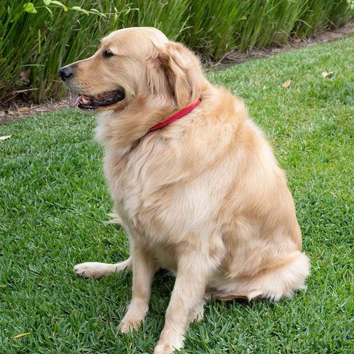 Dog Collar Personalized, Dog Collar with Name and Phone Number, Pet Collar - GiftShire
