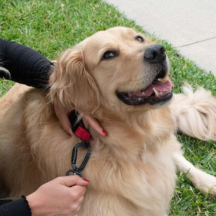 Dog Collar Personalized, Dog Collar with Name and Phone Number, Pet Collar - GiftShire